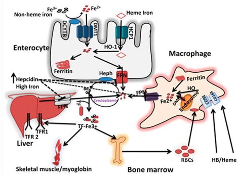 Vitamin C Iron Absorption Mechanism - Vitaminice