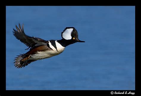 Richard Hogg Photography: Hooded Merganser in Flight