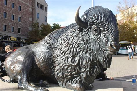 The mascot for Colorado University. University of Colorado at Boulder ...