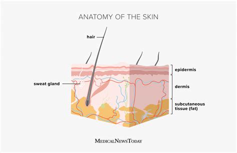 The subcutaneous layer: Anatomy, composition, and functions