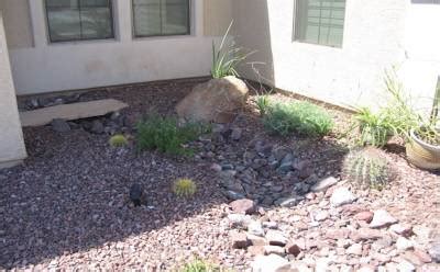 Arizona desert landscape design