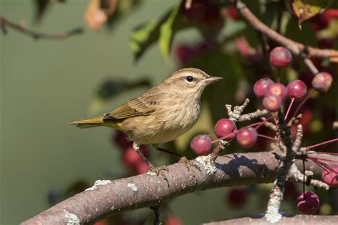 Palm Warbler (western-1st fall) – Jeremy Meyer Photography