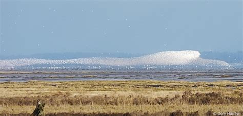 Dunlin flock in flight, WA State | BirdNote