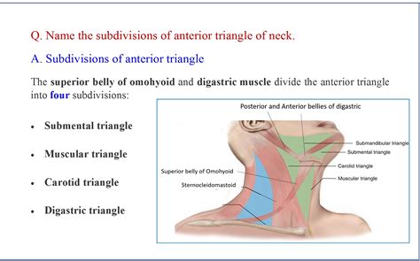 Anterior Triangle of Neck - Anatomy QA