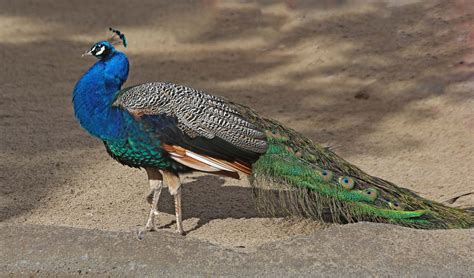 Pictures and information on Indian Peafowl