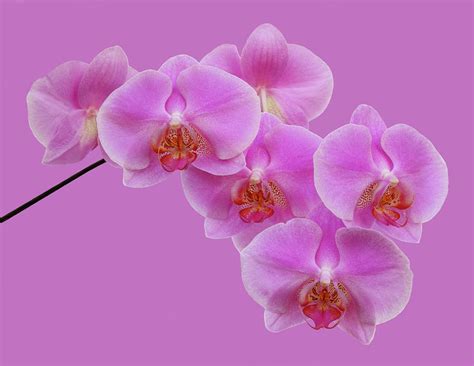 Fragile Spray Of Pink Orchids On Pink Photograph by Rosemary Calvert | Fine Art America