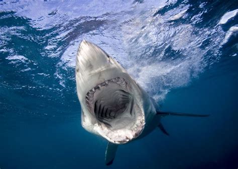 Shark Cartilage: Benefits, Side Effects, Dosage, and Interactions