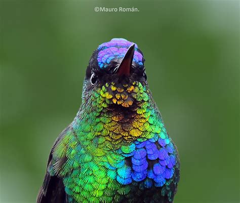 20 Vivid Hummingbird Close-ups Reveal Their Incredible Beauty | Bored Panda