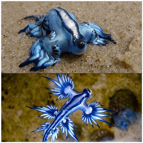 🔥 The Blue Sea Slug, also known as the Blue Dragon 🔥 : NatureIsFuckingLit