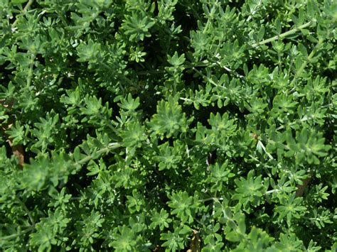 Westringia fruticosa ‘Zena’ – Coastal Rosemary | Gardening With Angus