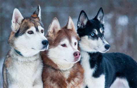 500+ Husky Names: The Most Comprehensive List You’ll Find - K9 Web