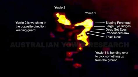 Yowie Trackers Reckon They've Filmed The Most Definitive Footage Yet