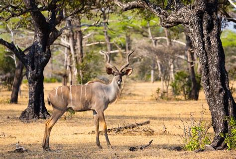 Selous Game Reserve Safari Guide - Africa’s Iconic Wildlife Sanctuary