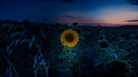 HD wallpaper: bed of sunflowers, sunset, sun flower, sunflower field, sky, nature | Wallpaper Flare