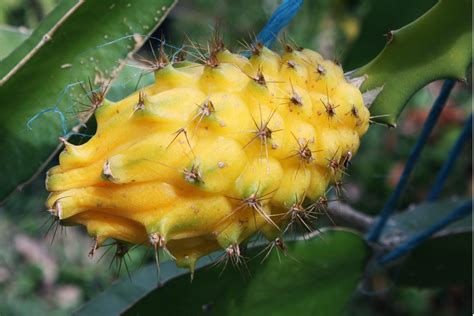 Yellow Pitaya - Penang Tropical Fruit Farm