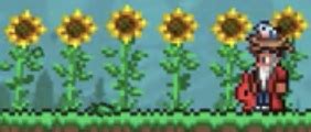 Sunflower | Terraria Wiki | Fandom