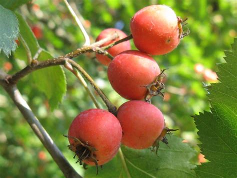 Crataegus douglasii? ... Crataegus cfr. coccinea , Natura Mediterraneo ...