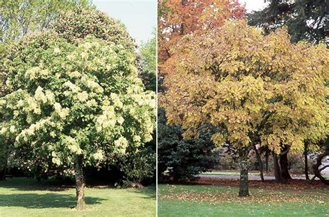 Fraxinus ornus | Landscape Plants | Oregon State University