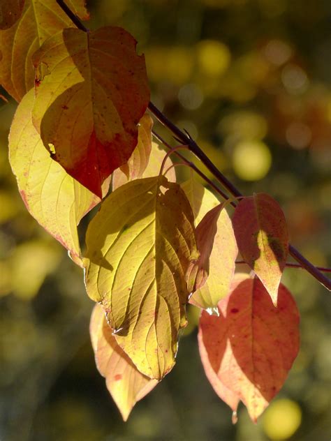 Free Images : branch, fall, flower, petal, autumn, botany, flora, season, maple tree, maple leaf ...