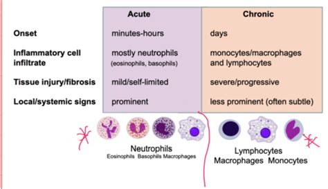 Immunology Lectures 6-9 Flashcards | Quizlet