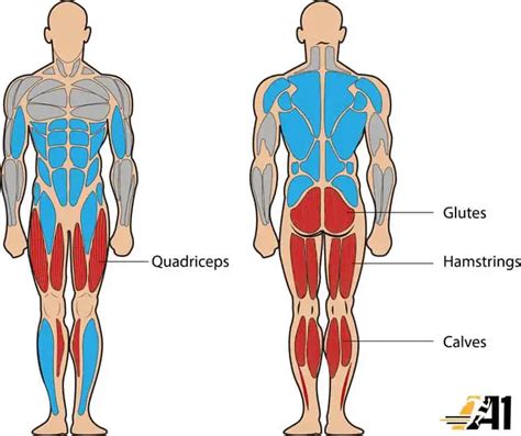 The Most Important Muscles For Jumping - A1 Athlete