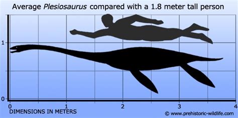 Plesiosaurus Pictures & Facts - The Dinosaur Database