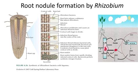 Root nodule formation by Rhizobium - YouTube
