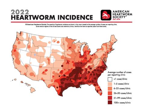 Understanding Heartworm Disease: Symptoms, Prevention, and Treatment ...