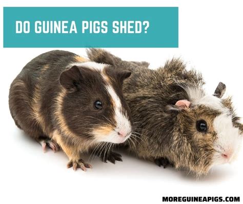 Everything To Know About Guinea Pig Sleeping Habits - More Guinea Pigs