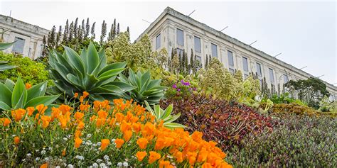 Just the essentials: How the Alcatraz gardens grow | Golden Gate ...