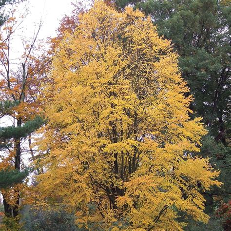 Katsura Tree | Gurney's Seed & Nursery Co.