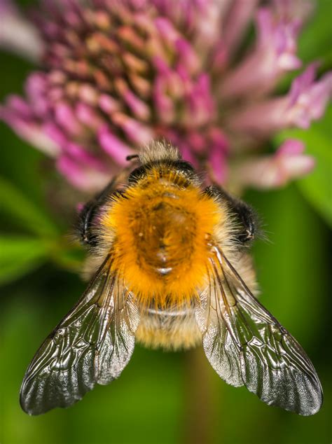 Free stock photo of bumblebee, insect, macro