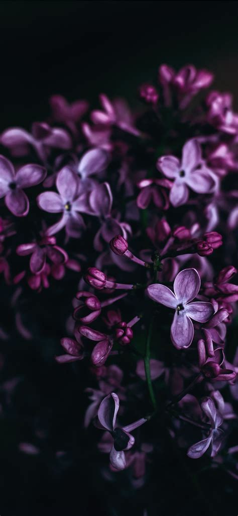 purple flowers iPhone X Wallpapers Free Download