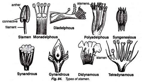 What do you mean by syngenesious stamen? - Brainly.in