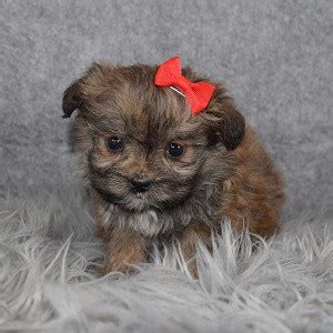 Female Shih Pom Puppy For Sale America | Puppies For Sale in PA VA DE