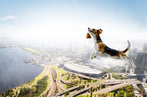 Dog Fly in Sky . Mixed Media Stock Photo - Image of fluffy, city: 170066594