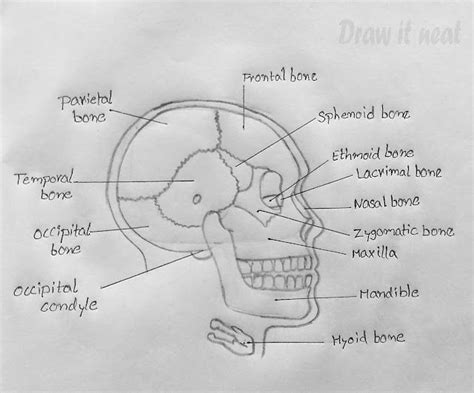 DRAW IT NEAT : How to draw Skull diagram - CBSE, NCERT | Biology ...