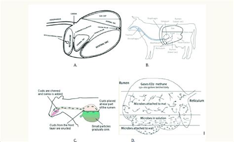 Anatomy and physiology of rumen and its ingesta in ruminants. Figure A... | Download Scientific ...