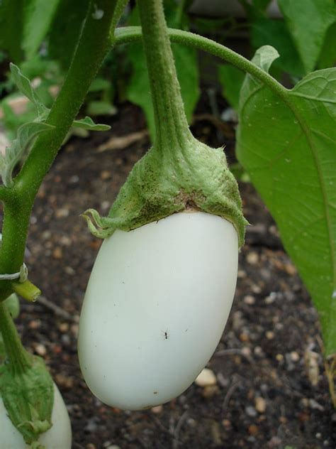 How To Grow Eggplant Planting Tips | Bonnie Plants