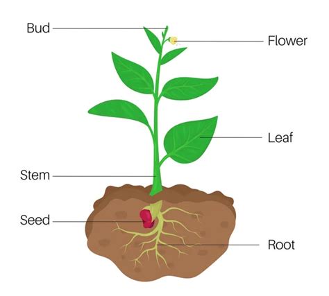 vector diagram showing parts of narcissus whole plant - agricultural infographic daffodil scheme ...