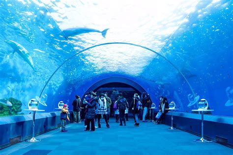 Yokohama Hakkeijima Sea Paradise - All You Need to Know BEFORE You Go