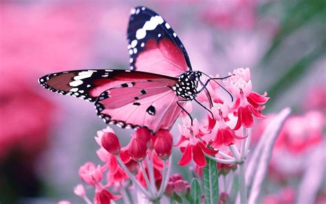 Full HD Butterfly Wallpapers - Top Free Full HD Butterfly Backgrounds - WallpaperAccess