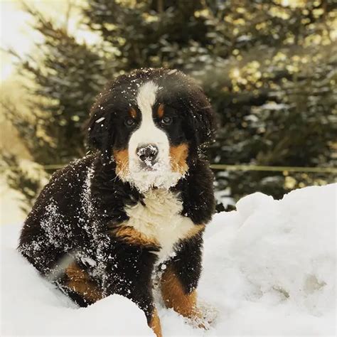 10 Dog Breeds That Love The Cold Weather - ilovedogscute.com