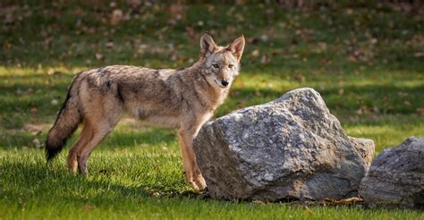 _SLL1017-D Coywolf | Officially I think it is a Coywolf, but… | Flickr