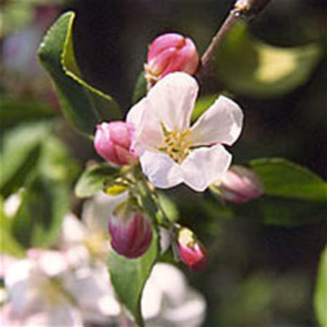 Crab Apple | Green Hope Farm Flower Essences