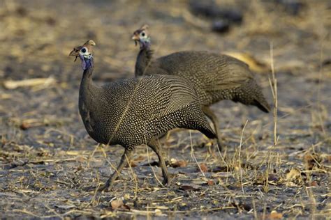 Galliformes - Alchetron, The Free Social Encyclopedia