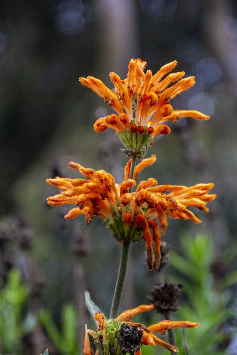 Lion's Tail Plant Free Stock Photo - Public Domain Pictures