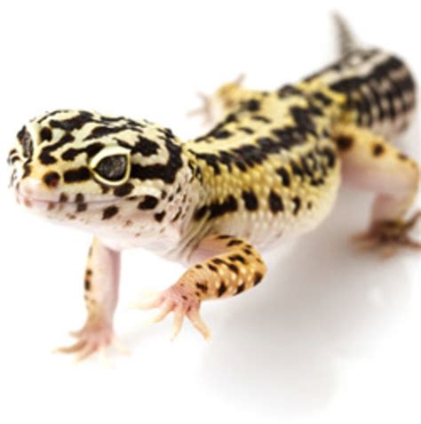 Leopard Gecko: Care Sheet and Helpful Information - PetHelpful