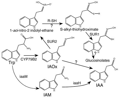 Auxin Biosynthesis