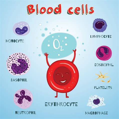 Premium Vector | Set of illustration with blood cells. color and ...